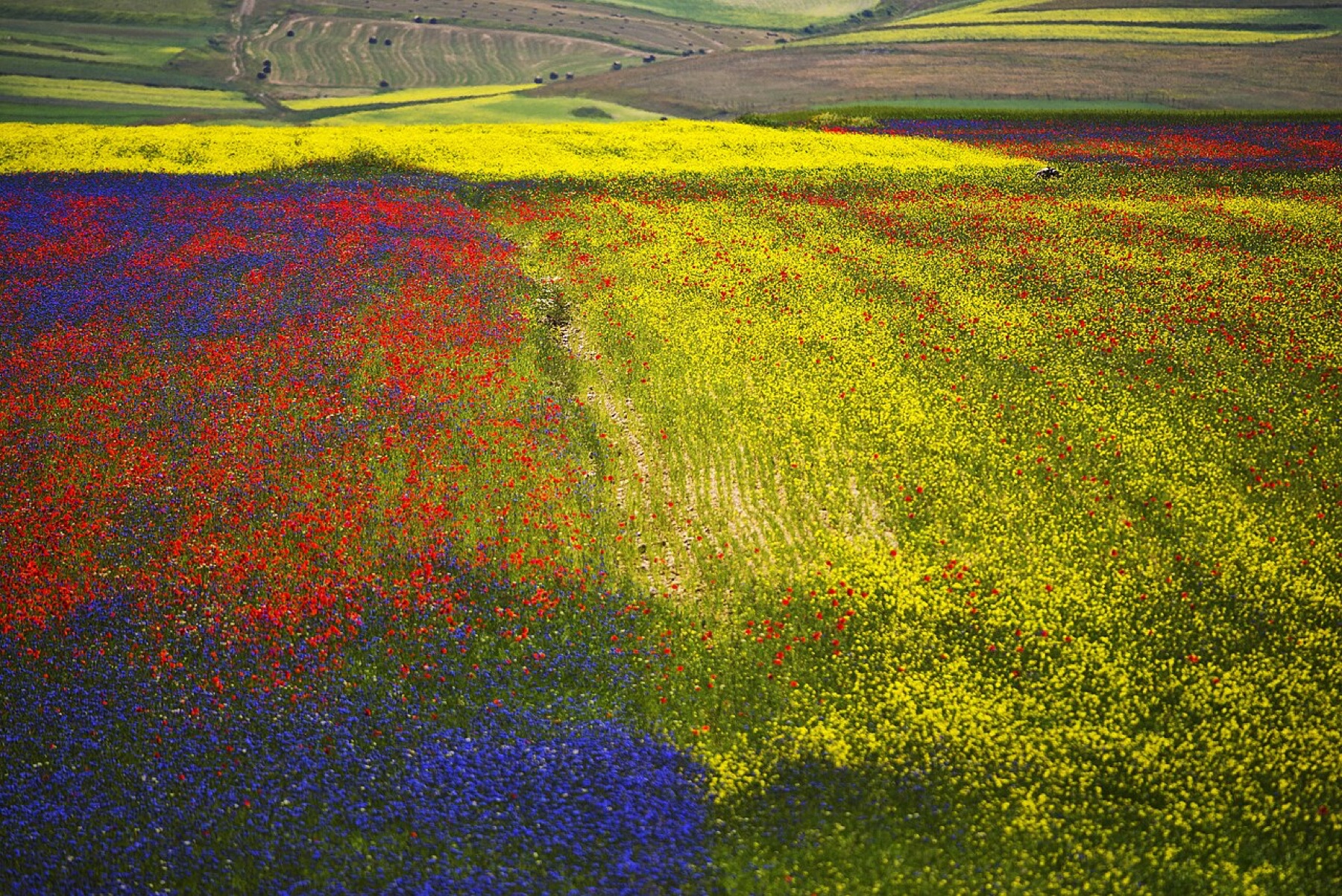 Fioritura sull'altopiano di Castelluccio di Norcia